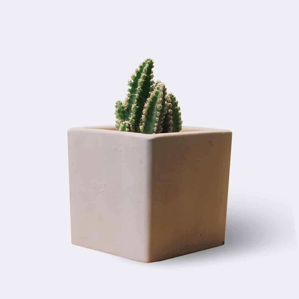 Página Inicial Cactus2 Free Img